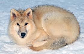 See arctic wolf baby stock video clips. Arctic Wolf Facts And Adaptations Canis Lupus Arctos