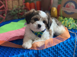 Find the latest listing of cavachon dogs for adoption. Cavachons By Design Home Facebook