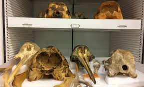 Find the whale puzzle answer. Beached Whale Carcasses Answer Mysteries Of Elusive Species Science Research News Frontiers
