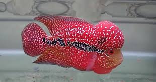 Can Flowerhorn Fish Live Together Fish Breeding Types Of Fish Plecostomus