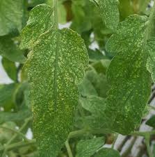 Image result for spotted spider mite