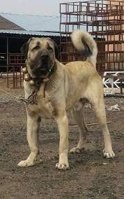 Arfaoui Khaled Arfaouikaled - Profile Pinterest