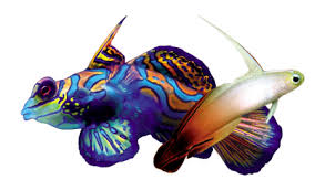 Instead of buying them, i usually travel the world and catch them myself. Gobies Blennies Dragonets Feeding Guides Ocean Nutrition