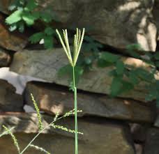 Image result for Chloris pilosa