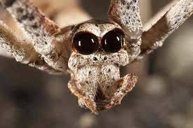 Spiders Are Popularly Known For Having Many Eyes Although This Varies Greatly Among The Different Species With Some Havi Unique Animals Animals Weird Animals