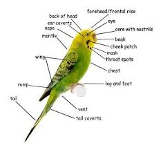 Pin On For Budgie And Parakeet Lovers