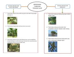 Program realiti yang mencungkil bakat nyanyian masyarakat tempatan kini kembali dengan konsep baharu. Semulajadi In English