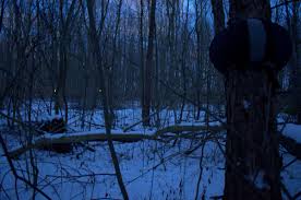 Maybe you would like to learn more about one of these? Night Recording In The Winter Forest Recordings Of Nature S Blog