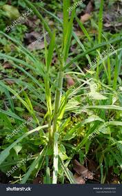 Image result for Rottboellia