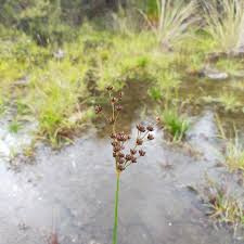 Image result for Juncus lomatophyllus