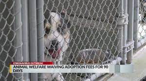 Pawsitive difference is an animal rescue located in las vegas, nv. Animal Welfare Waives Adoption Fees For 90 Days Krqe News 13
