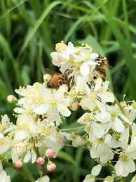 Può raggiungere l'altezza di 6 metri nel corso del tempo. Filipendula Vulgaris Fiori Bianchi Per Le Api Natura In Mente Calliopea