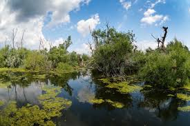 De ceva vreme am tot citit si vazut la tv cate ceva despre parcul natural insula mica a brailei. Cabana La MoÈ™ Fane Cazare TradiÈ›ionalÄƒ Excursii Pe DunÄƒre È™i Vizite In Insula MicÄƒ A BrÄƒilei Wildventure
