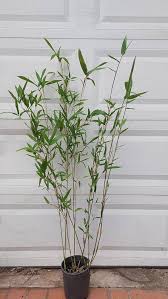 Image result for Volusia amboinensis