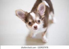 Lovely puppy for sale posted on 1:44 pm: Free Chihuahua Puppies Cheap Online