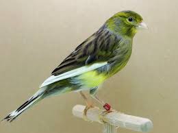 French curly canary love fabric decorative pillow. My Experience In The Breeding Of The Domestic Canary And The Canariculture Steemit