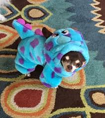 Fugglers are creepy and cute looking little. Just Lil Ole Me In A Fuzzy Monster Coat Chihuahua