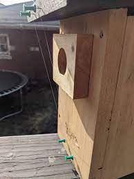 Check spelling or type a new query. How To Deter House Sparrows With Fishing Line Illustrated Guide Bluebird Landlord