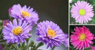They help to form the spindle apparatus, which moves chromosomes during cell asters are vital to the processes of mitosis and meiosis. Types Of Aster Flowers Varieties Of Aster Plant With Pictures