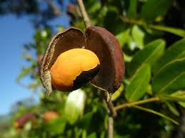 Image result for Copaifera
