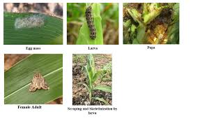 They are aimed to make surroundings pest proof to eradicate the pests. Pest Management Icar Indian Institute Of Maize Research