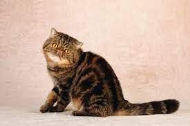 Exotic shorthair kitten for sale lovesummer0225. Exotic Shorthair Cat Breed Profile Petfinder