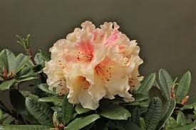 Pin By Aija Vesterinen On Conifers Rhododendrons