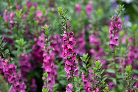 My favourite flower quotes and verses. Plants A To Z Find Plant Names By Letter