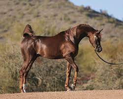 pcf arabians horses beautiful arabian horses beautiful horses