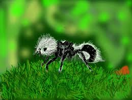 Image result for panda ant