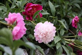 That they like a little bit of warmth. Tales From The Walled Garden Peonies June 2018 Houghton Lodge And Gardens