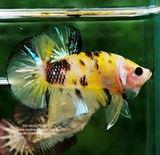 Hmpk Classic Yellow Tiger Koi Nicebettathailand Breeding Betta Fish Koi Betta Betta Fish