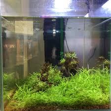 When you buy a pet you will also receive nutritious feed x20 which is a cash shop item that recovers your pets hunger. Pet Shop In Dragon Mart On Twitter Plant Tank No Fish Yes They Ll Come After Iftar Now It S Ramadan Aquarium Aquaticplant Fish Dragonmart Dubai Https T Co Nwwteixobm