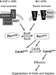 Ikbkg il10 il10ra il10rb il1rn il36rn lacc1 lpin2. Cdc42 An Overview Sciencedirect Topics