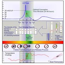 Details About 20 X Ovulation Predictor Test Kit Tests Ce Mark Nhs Ttc