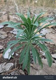 Image result for Conyza