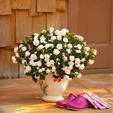 Image result for Impatiens sylvicola