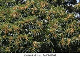 Image result for Phragmanthera cornetii