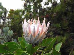 Image result for Ipomoea protea
