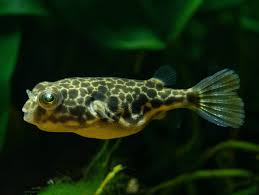 .пангасиус pangasius hypophthalmus, акслотль(axolotl), птеригоплихт парчовый (pterygoplichthys gibbiceps), астронотус(astronotus ocellatus), африканские цихлиды, акулий балу. Kugelfisch Aquarium Schnecken
