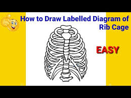 Enclose three elongate shapes on one side of the sternum. How To Draw Diagram Of Rib Cage How To Draw Rib Cage How To Draw Rib Cage Step By Step Youtube