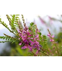 Image result for Indigofera dimidiata