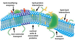 Our Evolving View Of Plasma Membrane Domains
