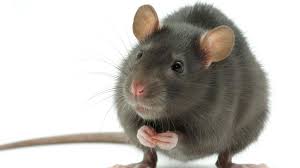 Many services offer pest control features. Renters Landlords Whose Responsibility Is It Realestate Com Au