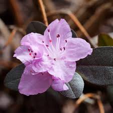 Image result for Rhododendron pulchrum