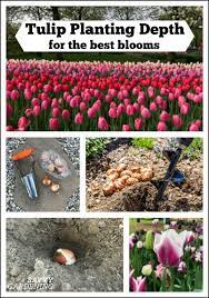Plant tulip bulbs deep, around 6 to 8 inches beneath the surface of the ground. Tulip Planting Depth How To Plant Your Tulip Bulbs For Optimal Blooms