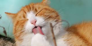 Brush your cat in the most cats dislike water and attempting to bathe a cat is usually an unpleasant experience for all. Reasons Your Cat May Not Be Grooming Itself How You Can Help Lucky Dawg Salon Grooming In California