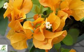 Image result for ‫گل کاغذی‬‎