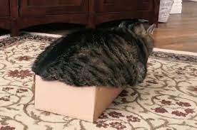 Maybe you would like to learn more about one of these? Fat Cat Monday Morning Gif Fatcat Mondaymorning Box Discover Share Gifs