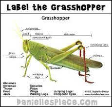 Bugs And Insect Crafts Insect Crafts Fun Education Grasshopper